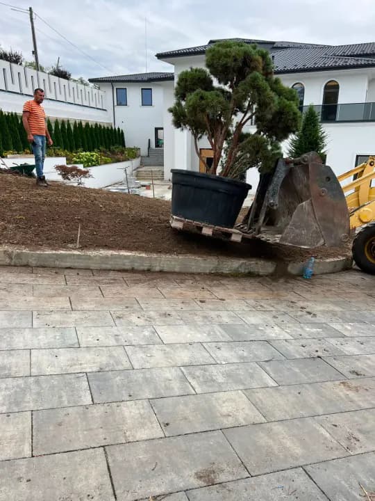 Transport și plantare arbore ornamental pom-pom cu utilaj — curte vilă Iași