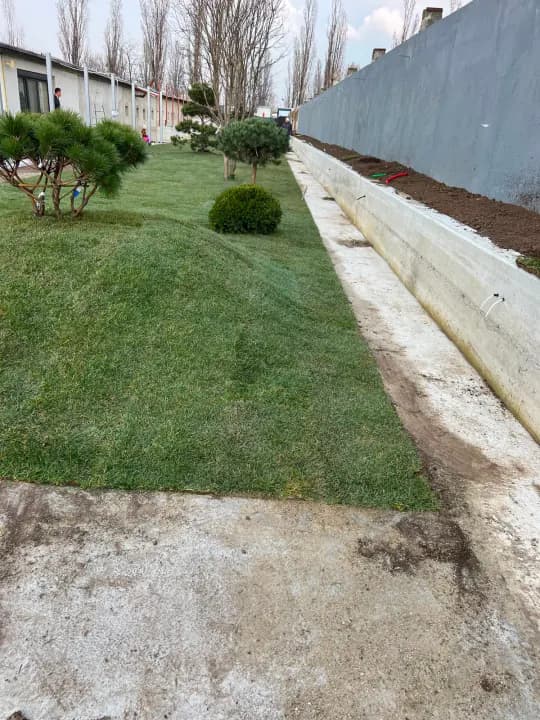 Plantare arbuști ornamentali și gard viu — proiect grădină Iași