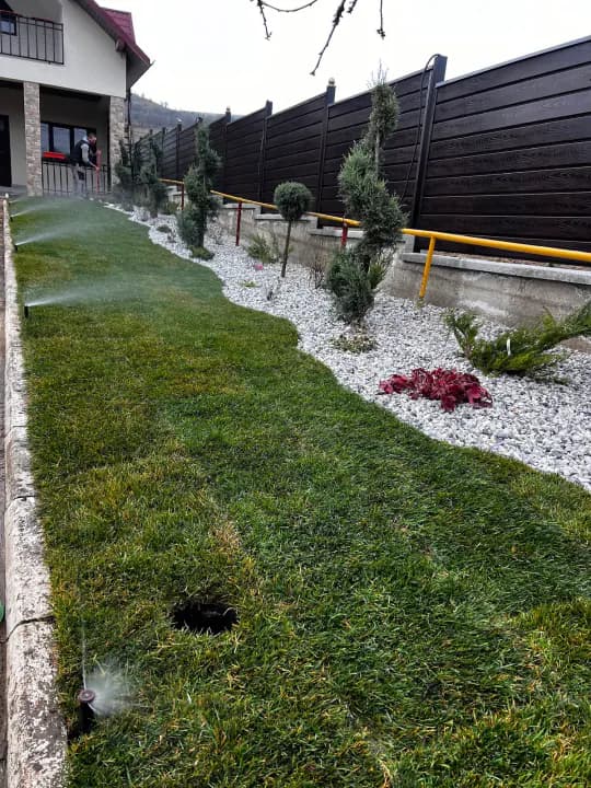 Irigații popup active pe gazon lângă conifere tunșate spiral — Iași