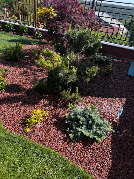 Pat pietriș roșu cu arțar japonez și conifere ornamentale — plantare Iași