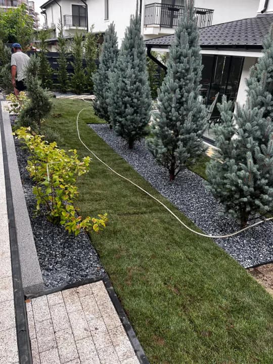 Plantare molid argintiu și montaj gazon rulou la vilă modernă — Iași